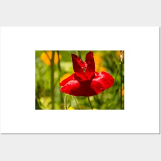 blb r poppy Posters and Art